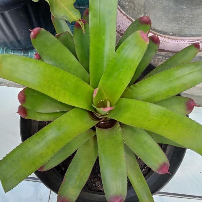 Tanaman Hias Bromelia Hijau-Bromelia kitek