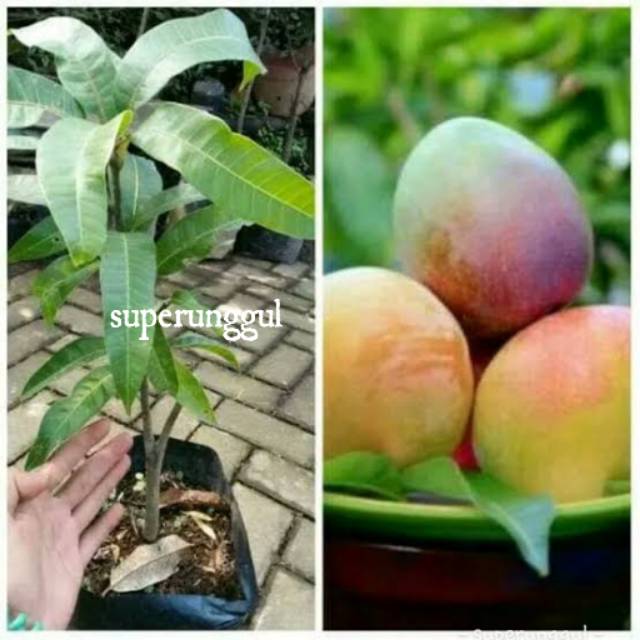 Bibit Mangga Agrimania