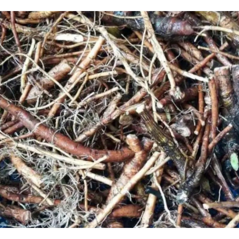 

Akar Putri Malu Fres 250 Gram
