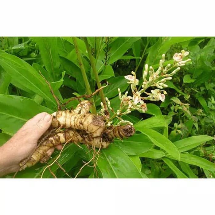 

daun lengkus segar