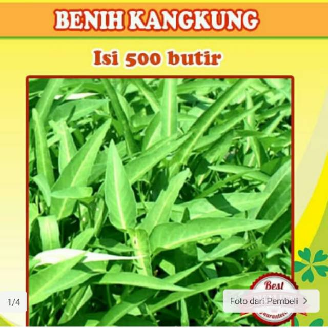 Benih bibit kangkung RAJAWALI