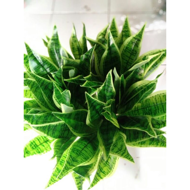 lidah mertua artificial