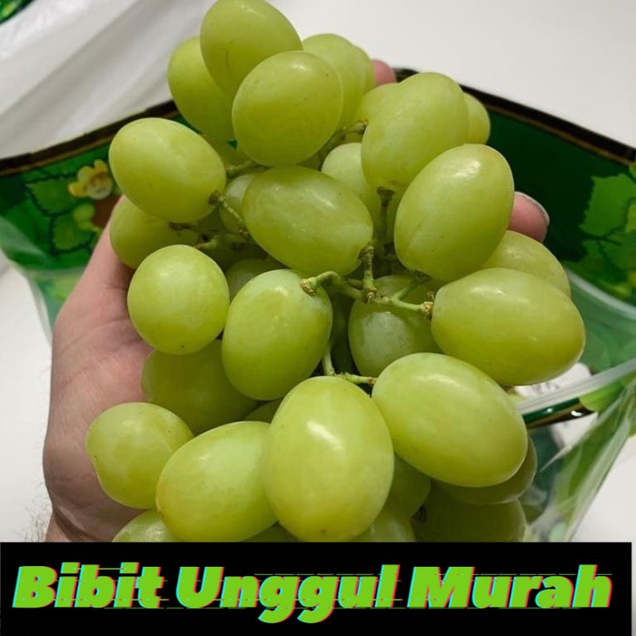 Bibit anggur hijau super