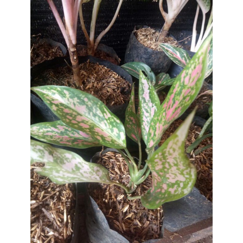tanaman hias aglonema ruby pink-aglonema rubi pink-aglaonema ruby pink-aglo rubi pink-ruby pink
