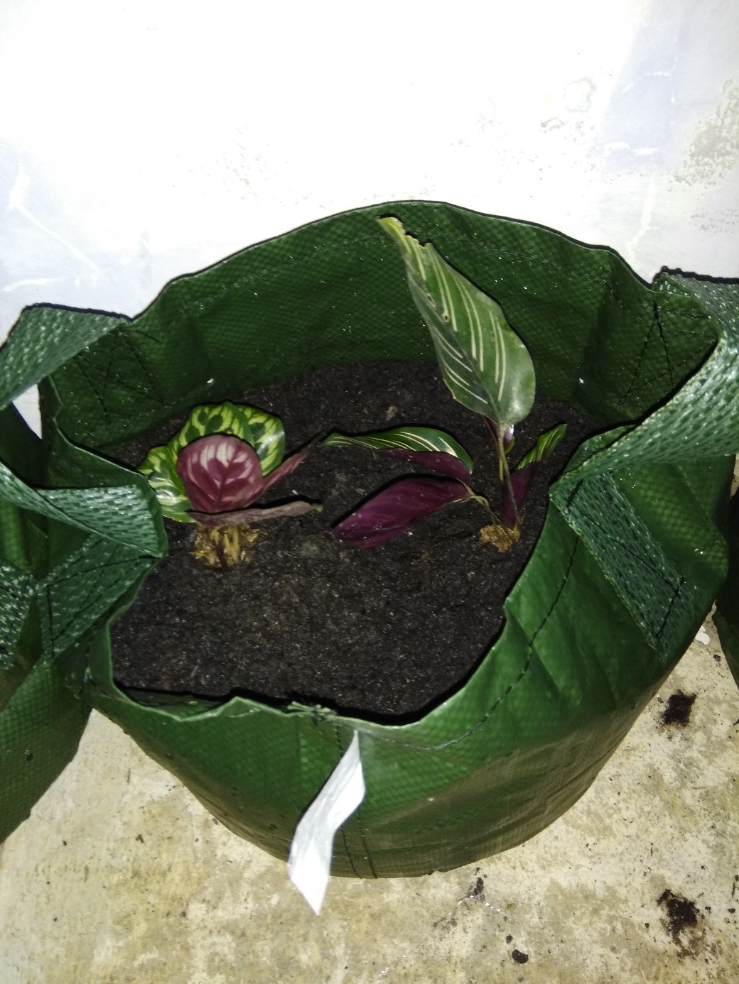 Tanaman Hias Spesial Paket Calathea - Kalatea Silverplat,gr.lipstik,ornata,makoyana