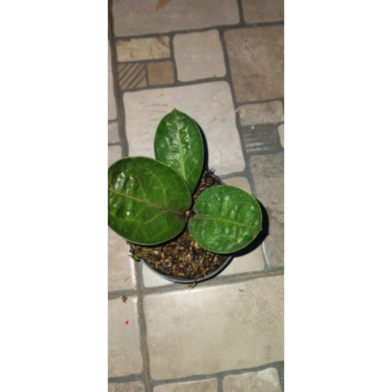 Jemani Mangkok Andromeda silangan curly