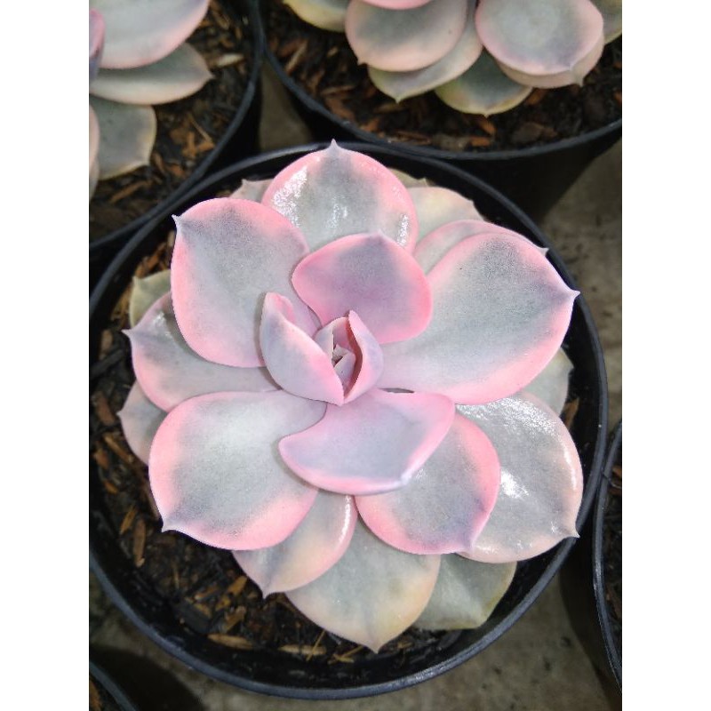 echeveria west rainbow