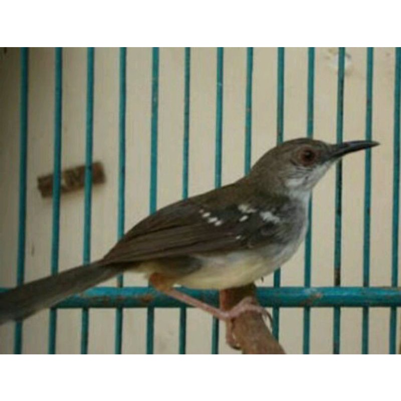 Burung ciblek semi jantan