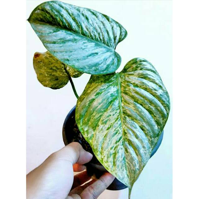 Philodendron Sodiroi Variegata Shopee Indonesia