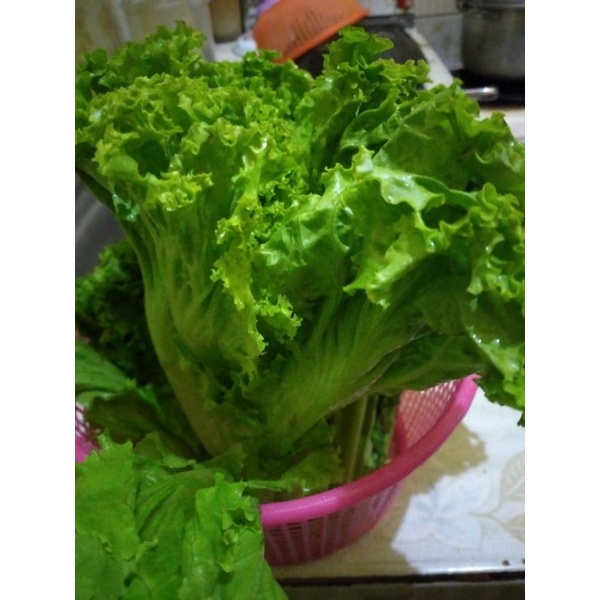 

selada 1000 gram