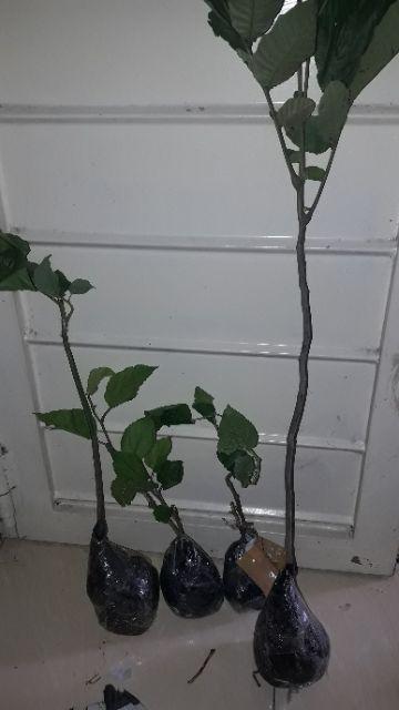 Tanaman Alpukat Mentega (tinggi 40-60 Cm)