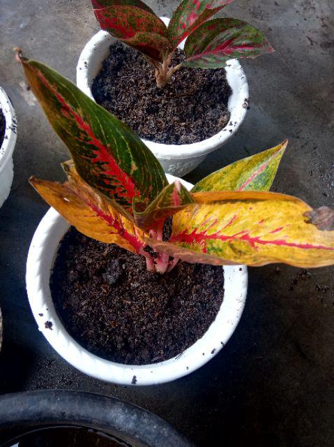 Bunga Aglonema Hot Lady