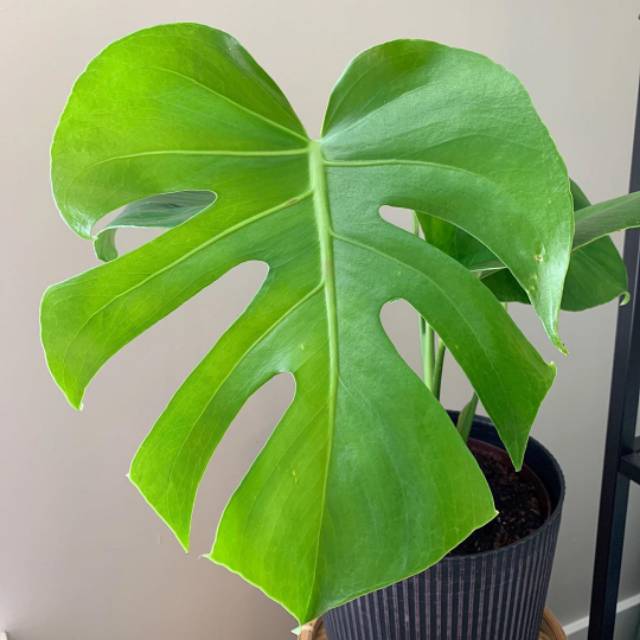  MONSTERA  DELICIOSA Bibit Monstera  King Shopee Indonesia