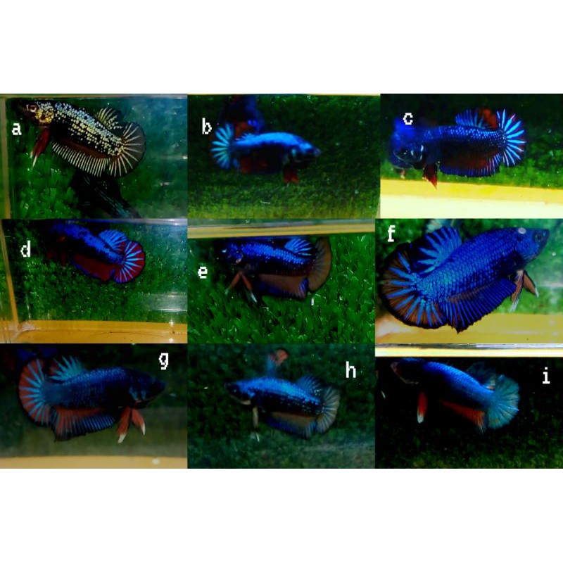 paket 15 avatar gordon x black nemo + 5 pkct vampire