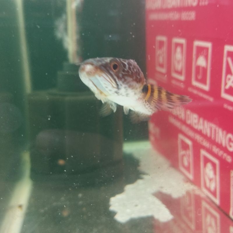 CHANNA AURANTI GRADE B size 12-14cm