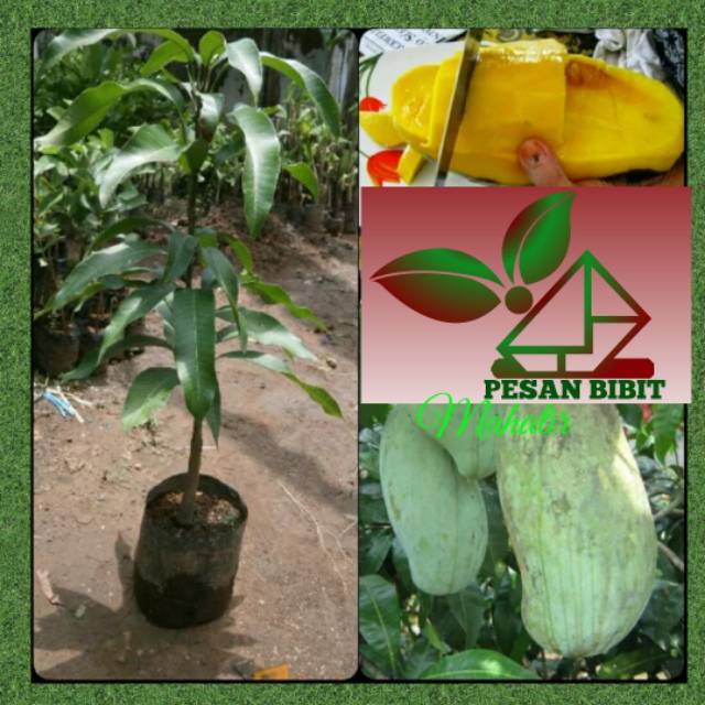BIBIT MANGGA MAHATIR SUPER