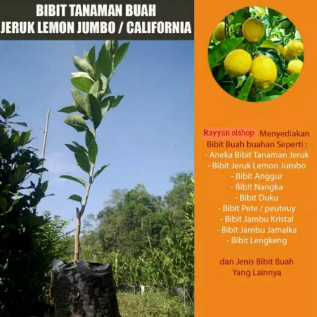 Bibit Tanaman Buah Jeruk Lemon Jumbo / California / Perfume Lemon / Jeruk Lemon Kuning jumbo