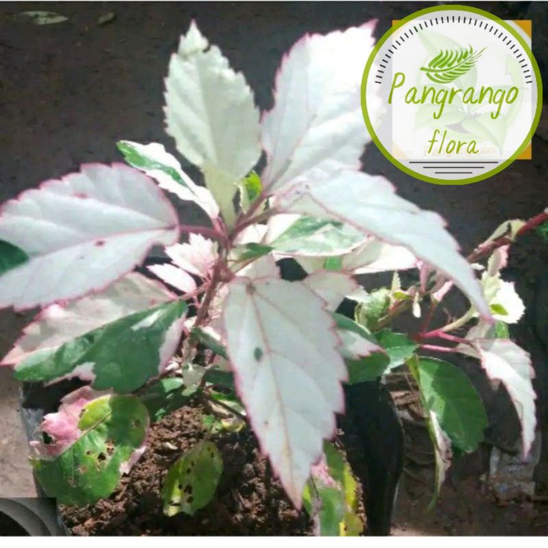 Bibit bunga sepatu variegata/Pohon kembang sepatu variegata