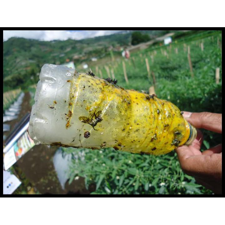 

Kualitas Terbaik Lem Serangga Glumon 50 Ml