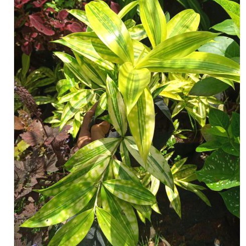 Tanaman Hias Dracaena Golden Rimbun /Tanaman bambu jepang kuning/Dracaena