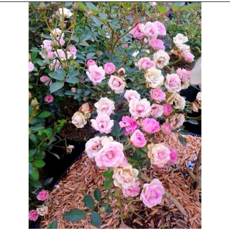 Bibit Mawar Mini Baby Rose / Bibit bunga mawar