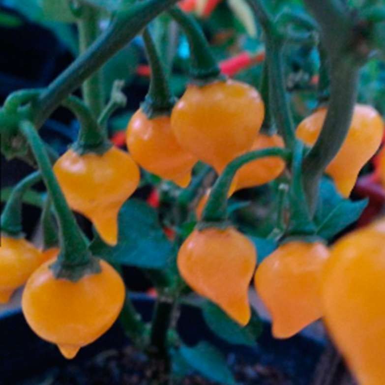 BS-BYL Bibit Cabe Hias Pelangi Benih Tanaman Sayuran Cabai Carolina Reaper Merah Bolivian Rainbow Katokkon Numex Giant Raksasa Sweet Italian Ungu Hitam-CH ORANGE CHUPETINHO