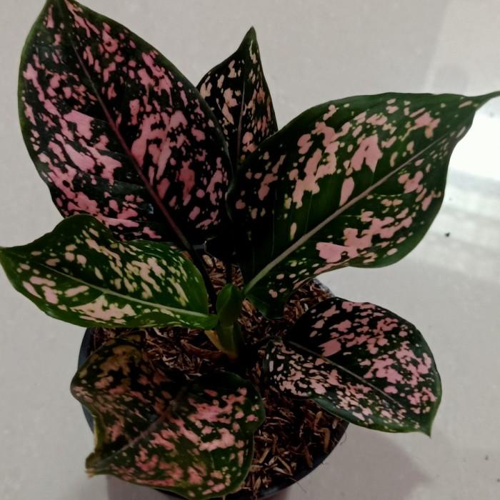 aglonema pink dalmation