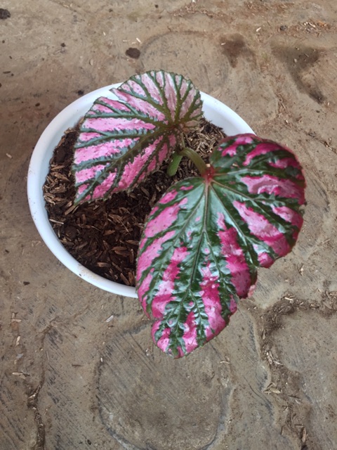 Tanaman hias Begonia Rex Walet Brevirimosa/ begonia merah batik