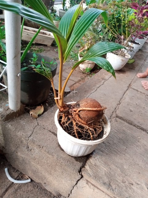 (bundle) Wajan Nasgor Plat Baja Hitam Wajan Resto Chinese Food 45 Cm  - Sutil 12 Cm