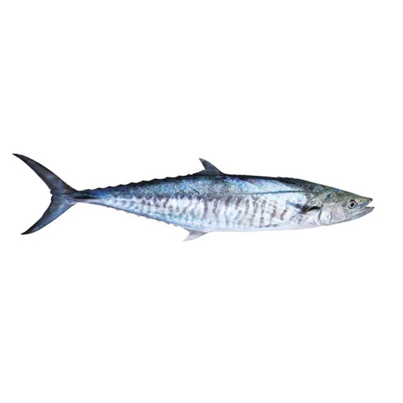 

Ikan tenggiri fresh potongan - 500 gram