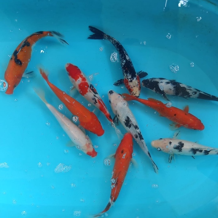 Paket ikan Koi Blitar 26-30 cm 5 ekor (Pilih Acak)