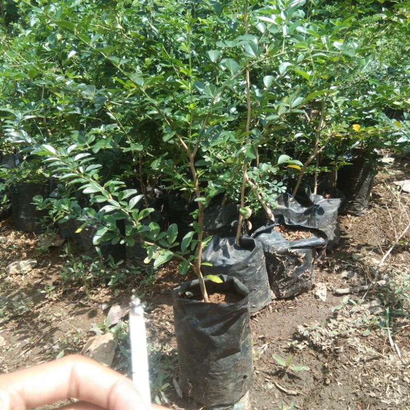 bibit bonsai jeruk kingkit