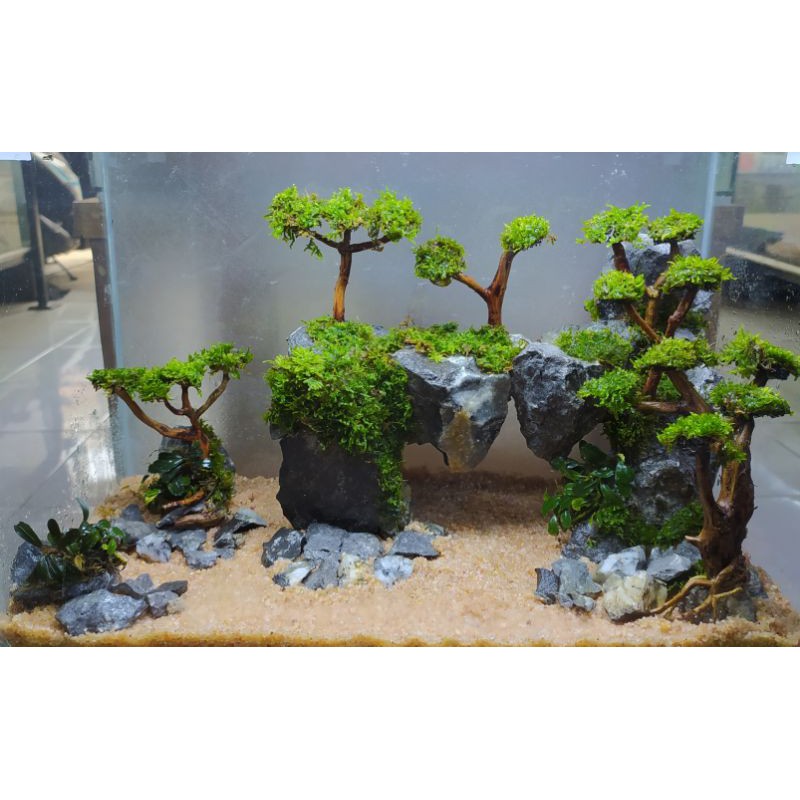 hardscape tebing aquascape hiasan aquarium ( PO )