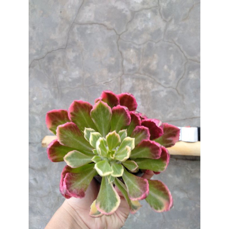 Monadenium || Kaktus || Sukulen || Euphorbia