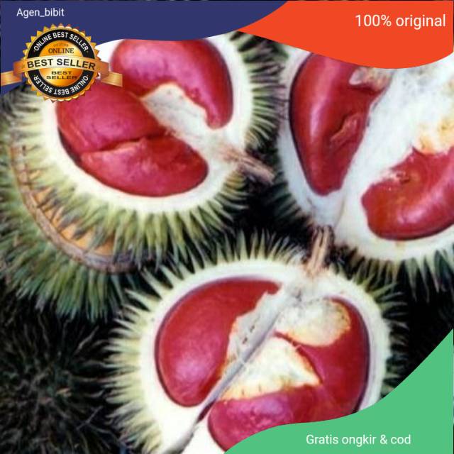 Paket 3 bibit durian(merah,montong,bawor)