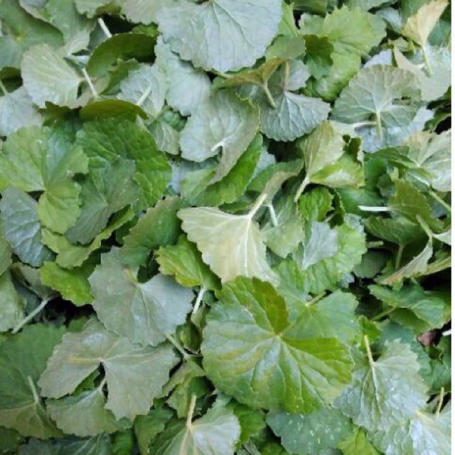 

daun pegagan antanan segar 500gr tanpa batang