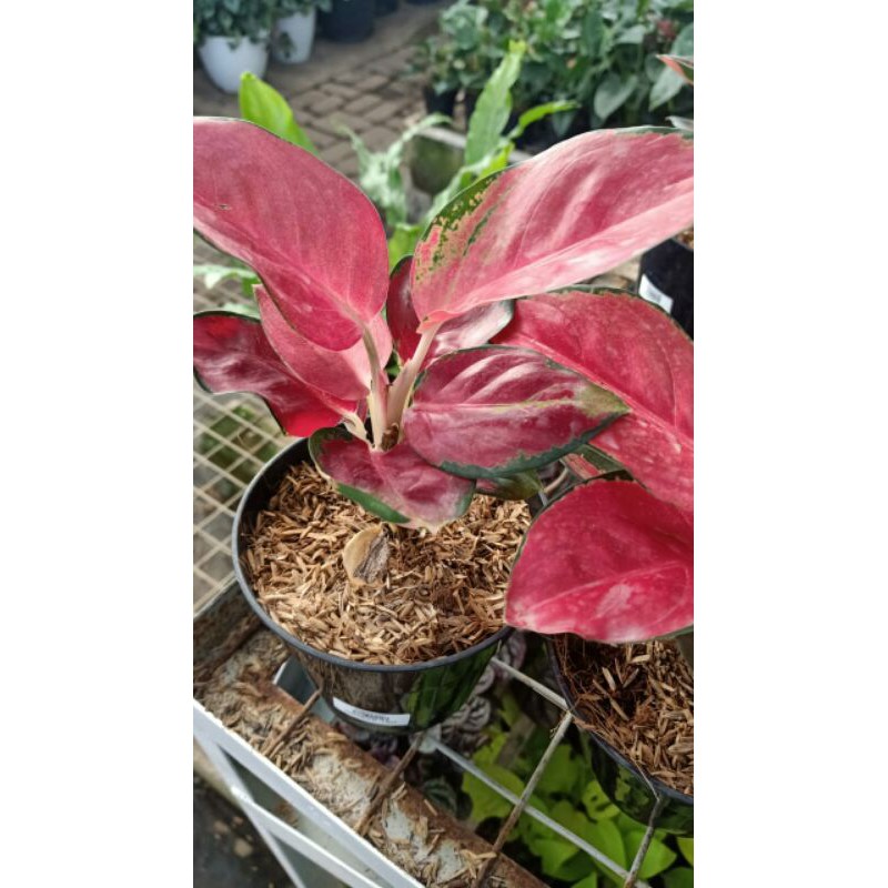 aglonema suksom lilin