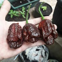 Benih Bibit Biji - Cabai Podzilla Chocolate Cokelat Pepper Seeds