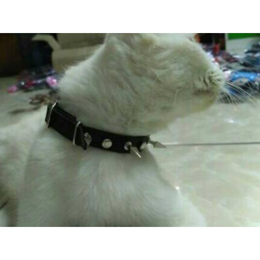 ➨ Kalung Duri Kucing - Kalung Anjing Ras Kecil Kalung Musang Kalung Kucing Duri ℮
