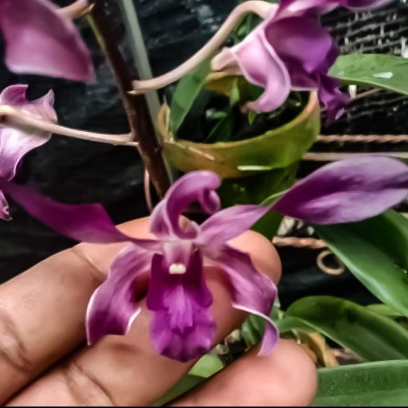 Anggrek Dendrobium Dewasa Blue Twist