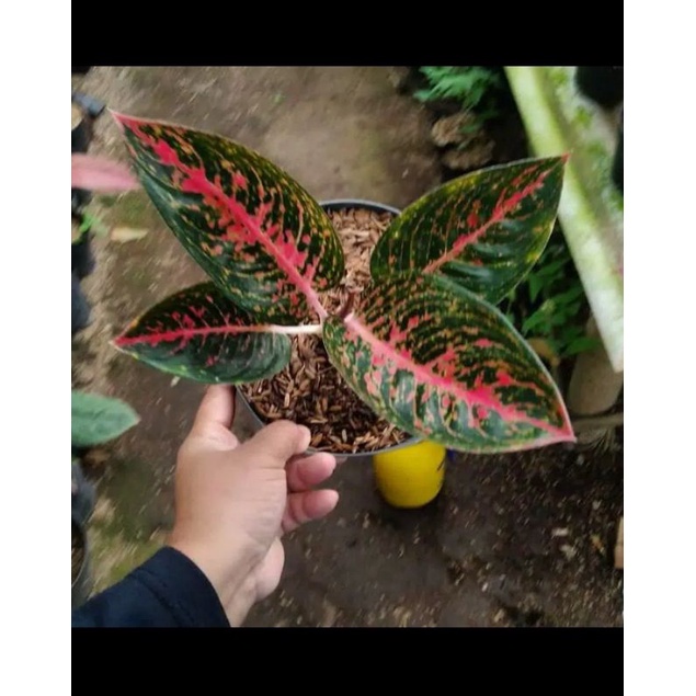 tanaman aglonema adelia anakan