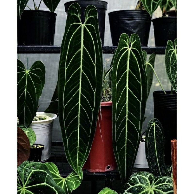 Anthurium lidah gajah / anthurium warocqueanum bonggol siap tanam