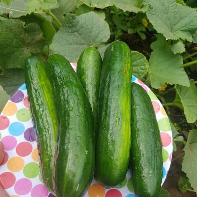 

Buruan Serbu] Biji Buah Timun Lokal