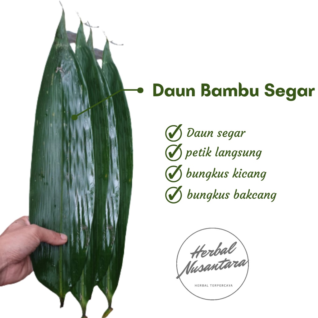 Jual Daun Bambu Segar Untuk Kicang Dan Bakcang Daun Lebar Petik Saat