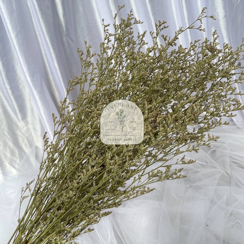 PRESERVED / DRIED Caspea Natural (Grosir)