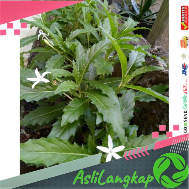 

Daun kitolod segar 500gram