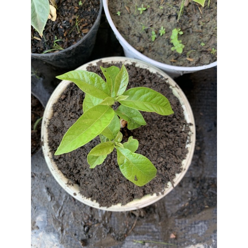 BIBIT ALPUKAT BIASA (BISA COD)