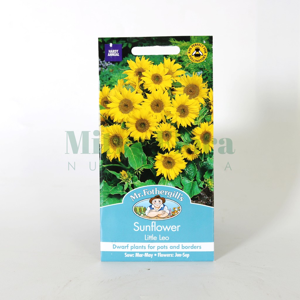 Benih Bibit Biji Bunga Matahari Sunflower Little Leo Mr Fothergill S Shopee Indonesia