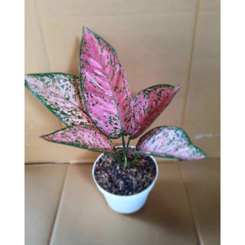 bunga aglonema ruby super pink unggul
