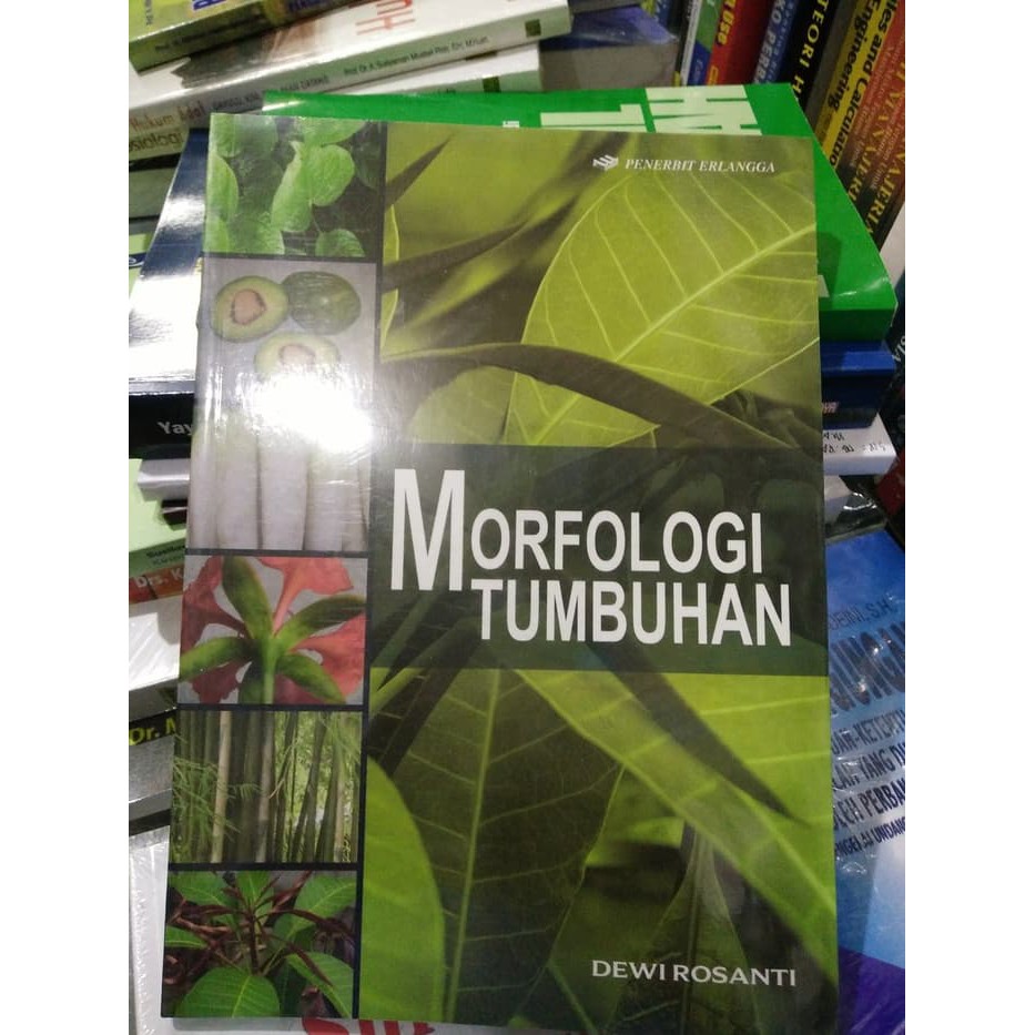 MORFOLOGI TUMBUHAN